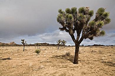 《赛博朋克2077：往日之影》场景白噪音 寻求内心平静